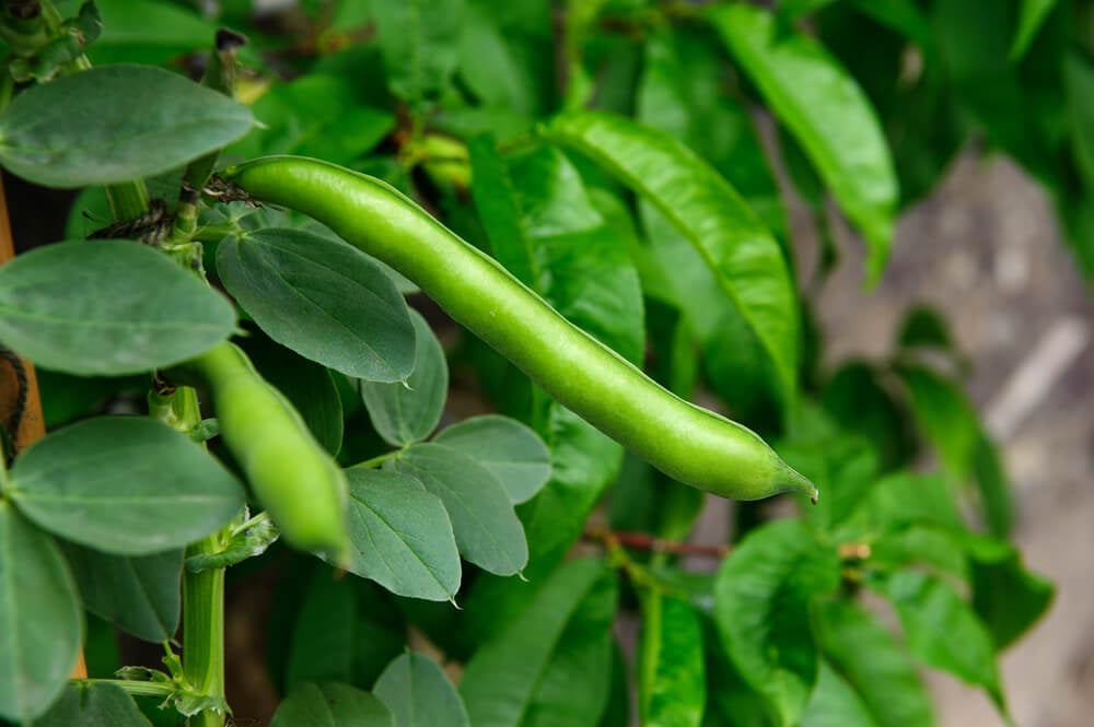 growing green beans