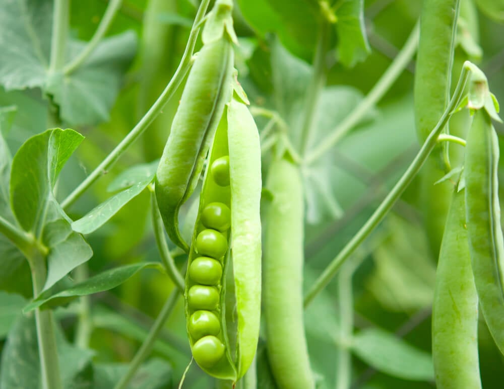 growing peas 