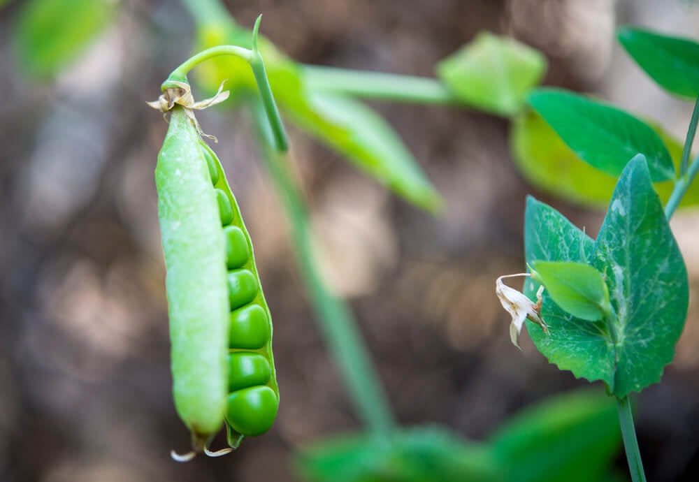 peas growing in Washington