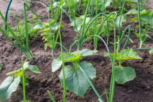 10 Best Vegetables to Grow in the Philippines (2023 Guide) - The ...