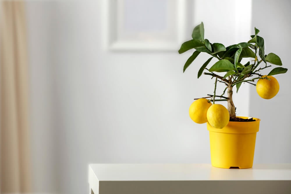 How to Grow Lemon Trees in Pots: (18 PROVEN Tips)