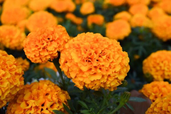 How to Grow Marigolds from Seed: 8 Simple Tips - The Gardening Dad