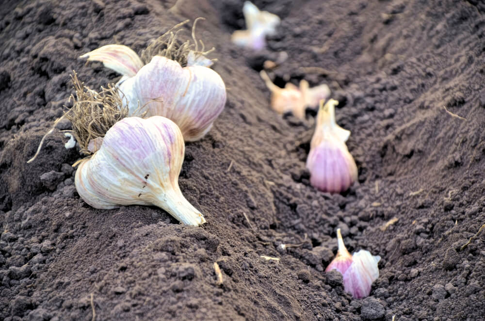 Garlic Growing