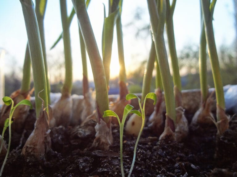 12 BEST Herbs to Grow in Arizona (2023 Guide) The Gardening Dad