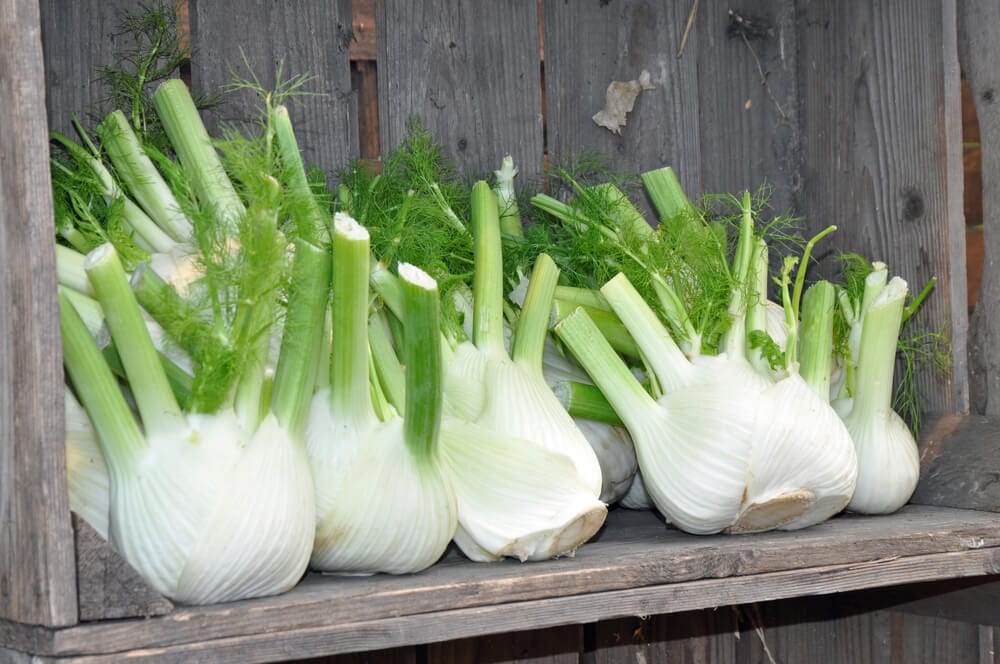 harvest kohlrabi