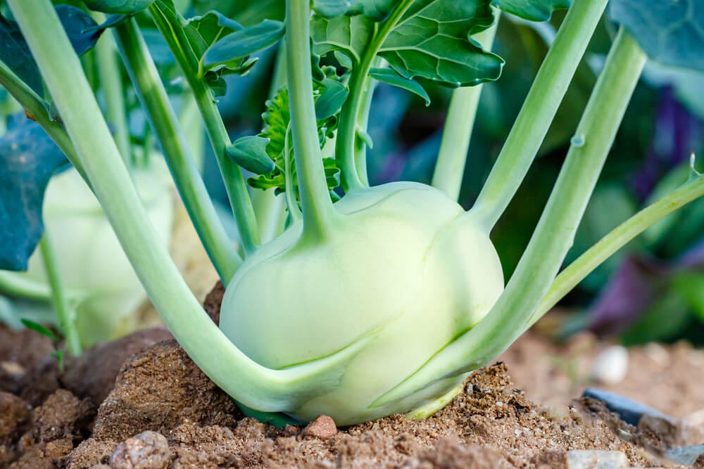 kohlrabi care