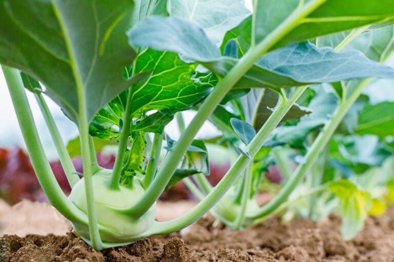 How to Grow Kohlrabi from Seed (5 Simple Steps for Beginners) The