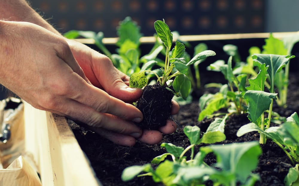 transplanting kohlrabi