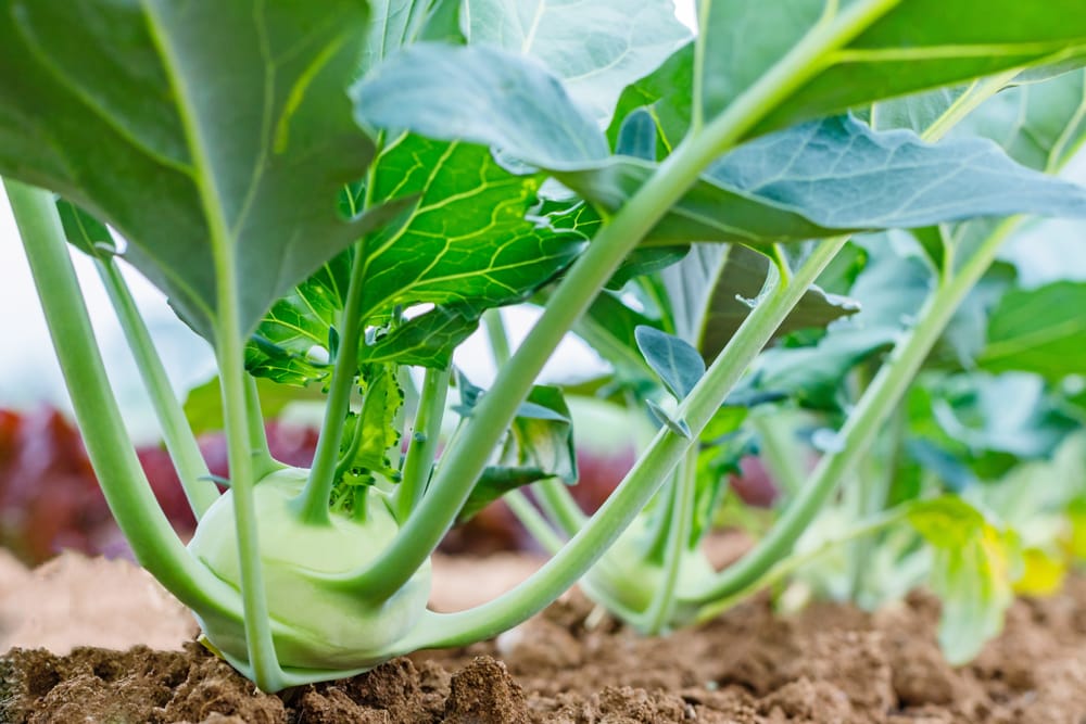 growing kohlrabi