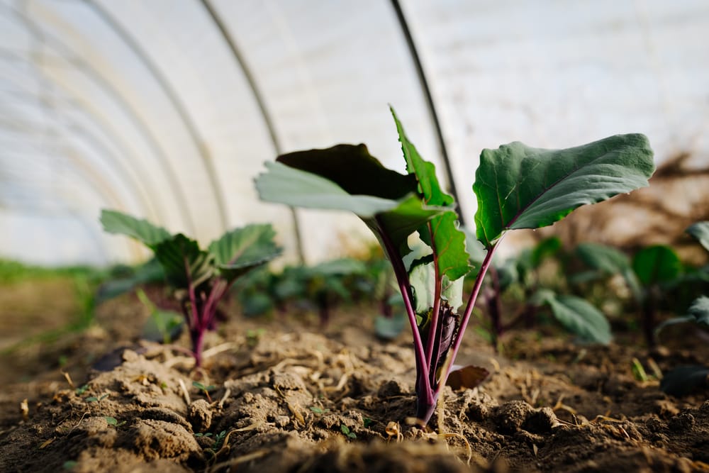 kohlrabi outside