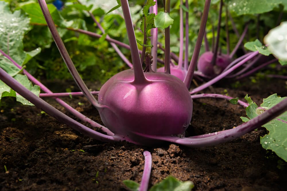 purple kohlrabi