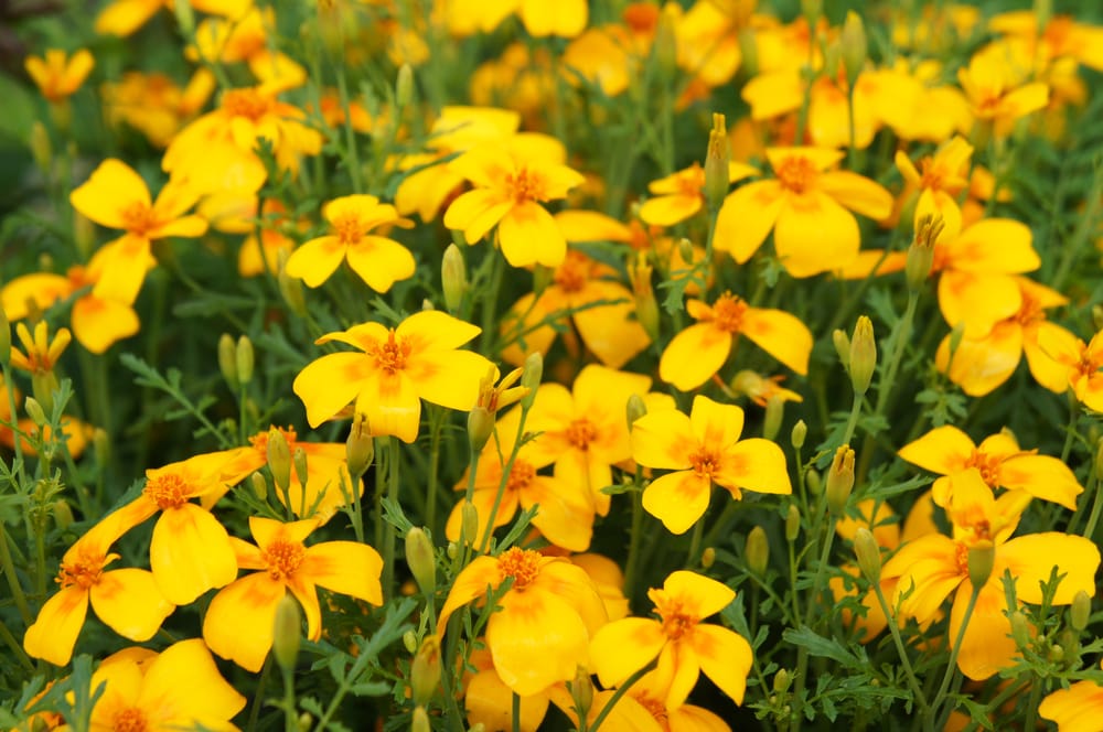 signet marigolds