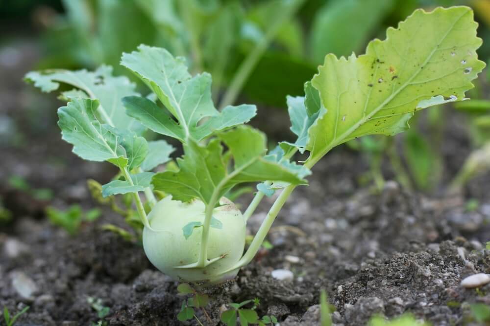 white kohlrabi