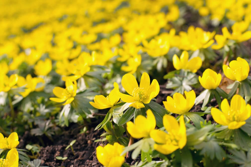 wild winter aconites