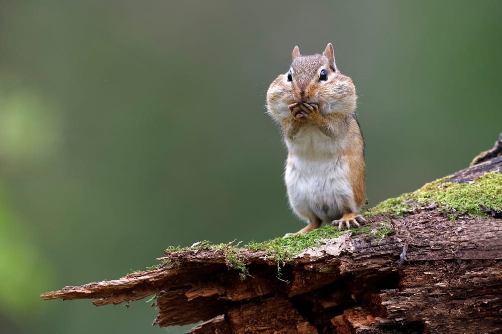 chipmunks 