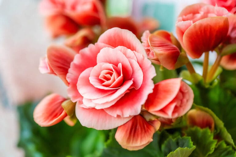 10 Easiest Annual Flowers to Grow in the Philippines (2023) - The ...
