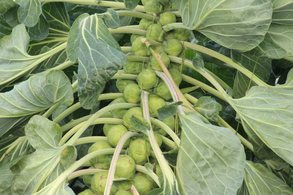 brussel sprouts