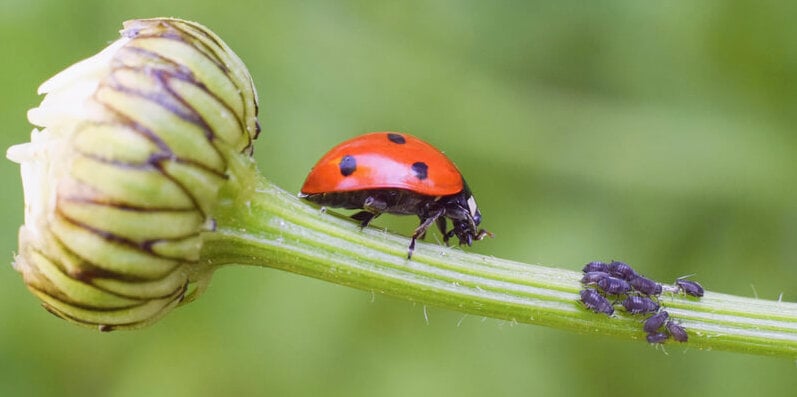 lady bug eating aphids