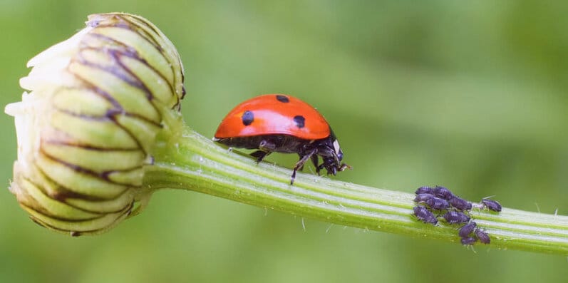 lady bug mănâncă afide