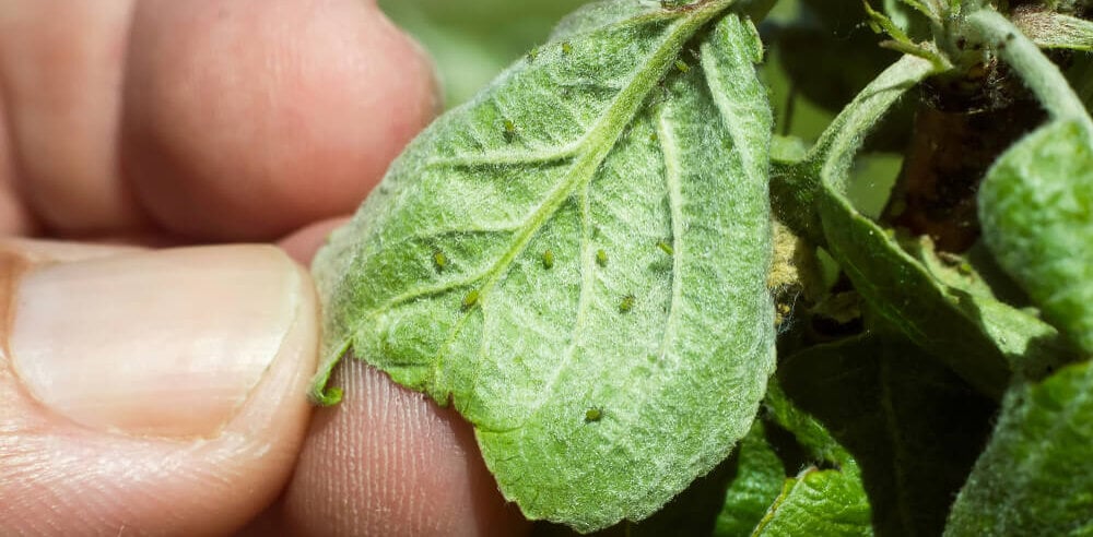 manually remove aphids