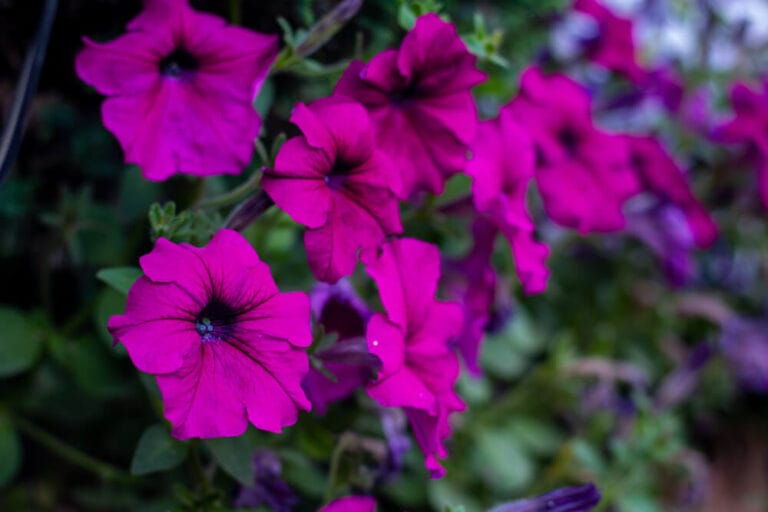 10 BEST Flowers To Plant In May In Connecticut 2023 Guide The 
