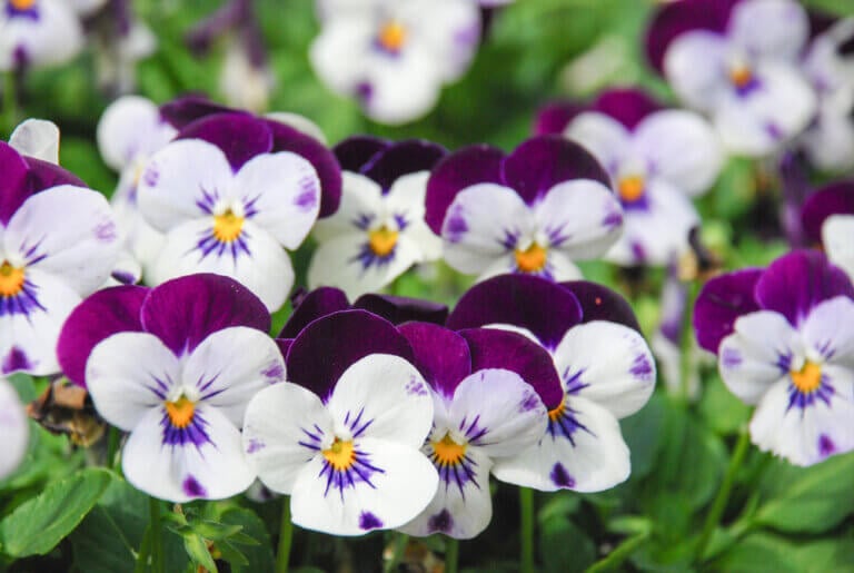 10 Easiest Annual Flowers to Grow in South Africa (2023) - The ...