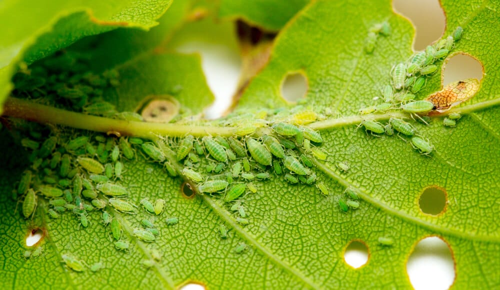 aphid damage