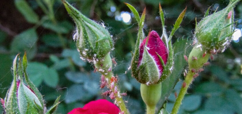 Aphids On Roses E1623093741215 