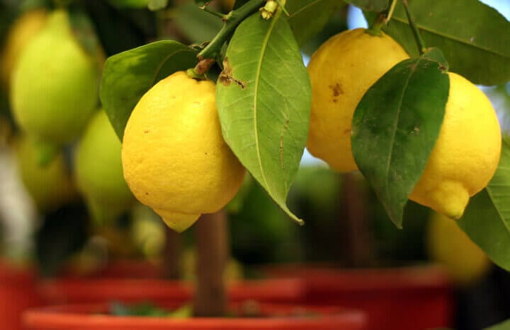 Lemon Trees In New Mexico