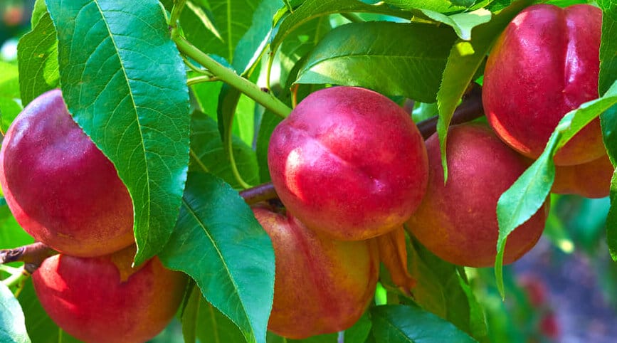 nectarine pruning