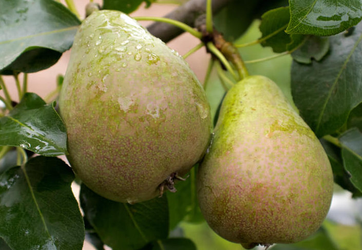 pear tree care