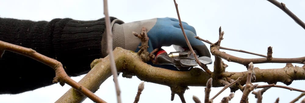 prune correct branches