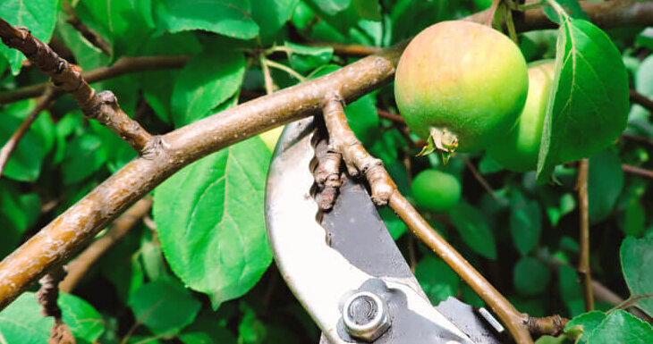 pruning apple tree