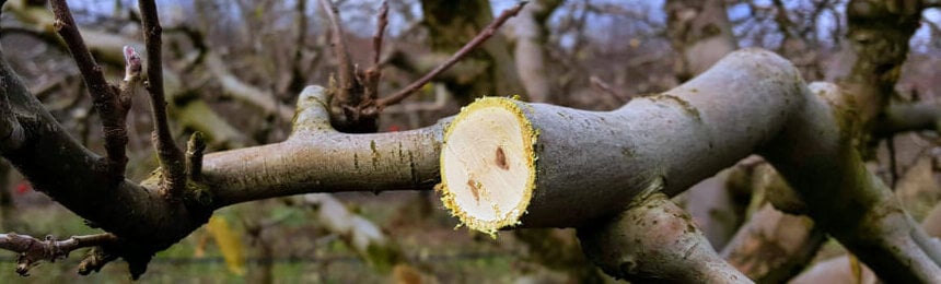 pruning non fruited wood
