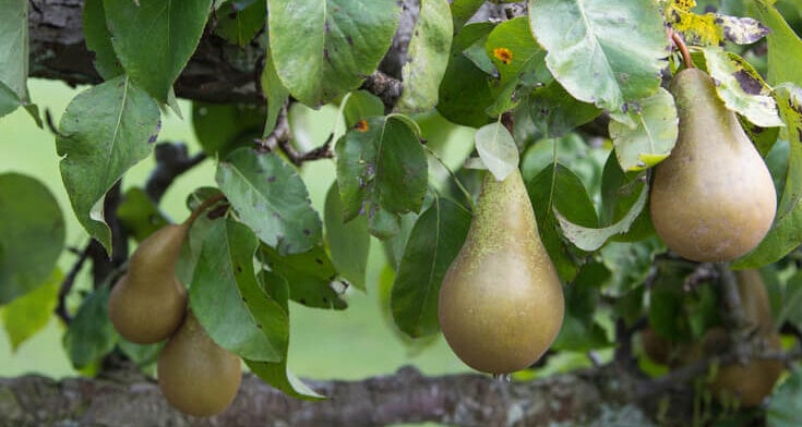 pruning pears