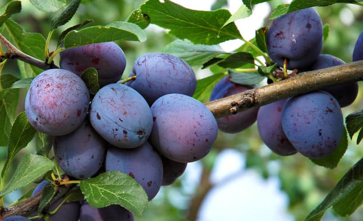 pruning plums
