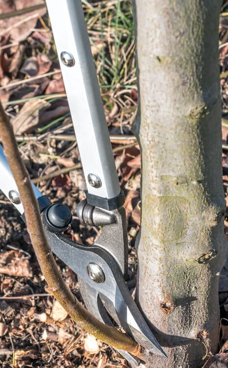 pruning suckers