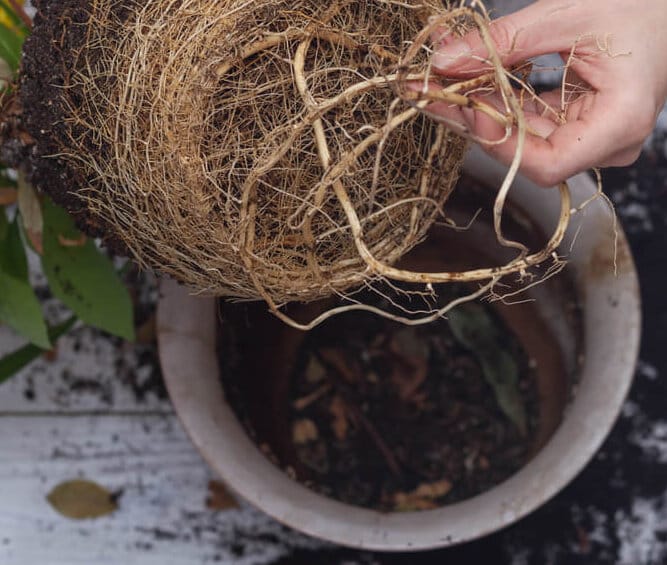 repotting