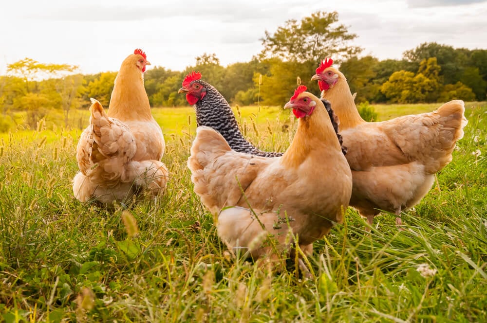 10 BEST Chickens for Gardens (2023 Guide)