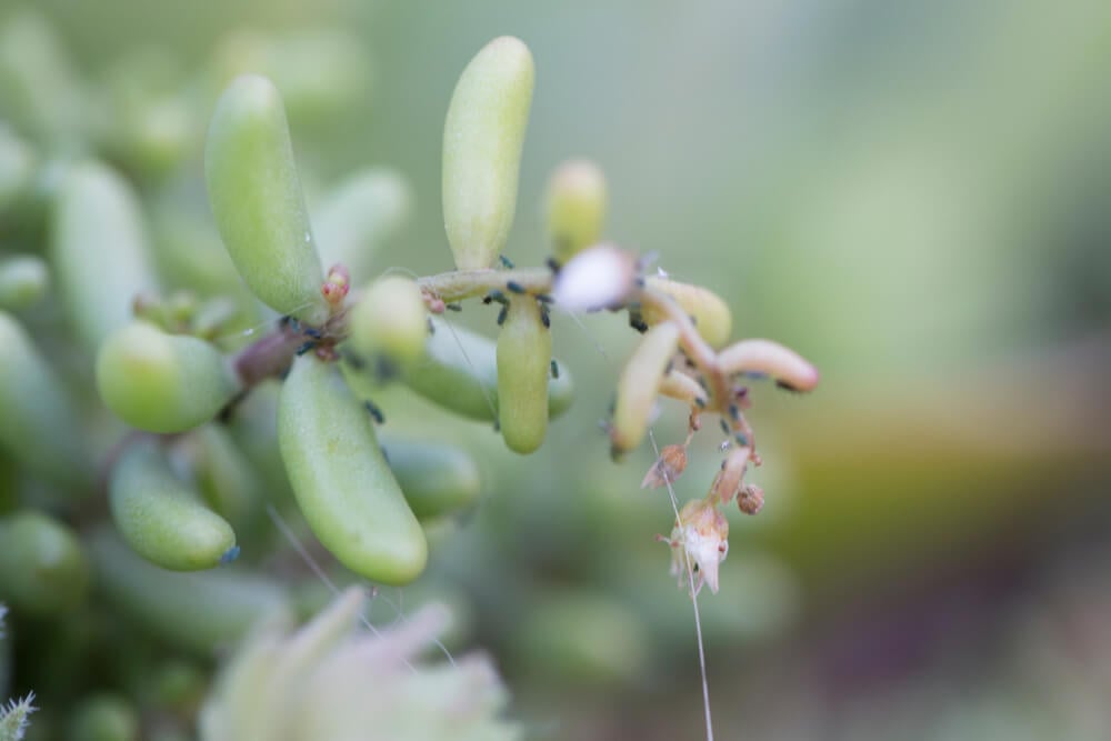 succulents on aphids