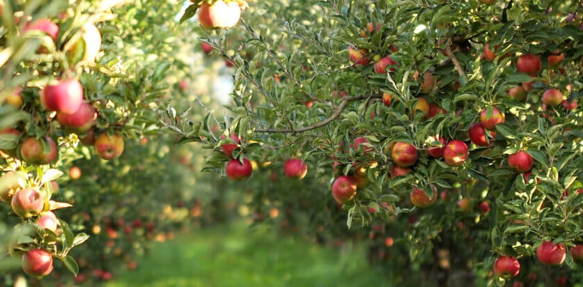 apple tree 