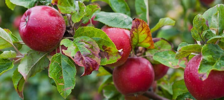 How to grow apples — the organic way – Grow Great Fruit