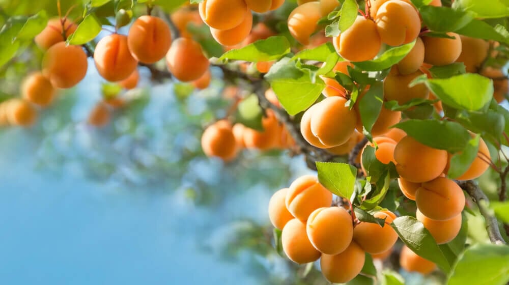 زراعة أشجار الفاكهة في أركنساس