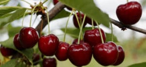 BEST FRUIT TREES TO GROW IN SOUTH CAROLINA intelligence overview