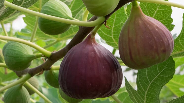 fig tree