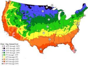 Here is the BEST Time to Plant Onions in Hardiness Zone 4 (2023) - The ...