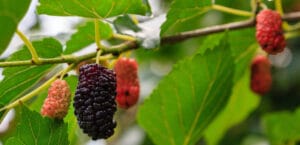 BEST FRUIT TREES TO GROW IN SOUTH CAROLINA visual data 3