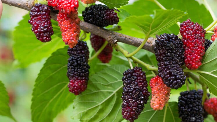 mulberry tree