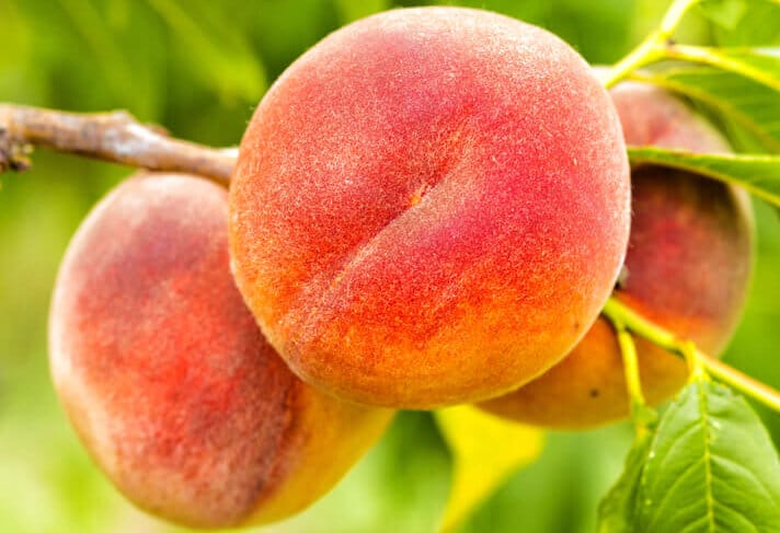 peaches