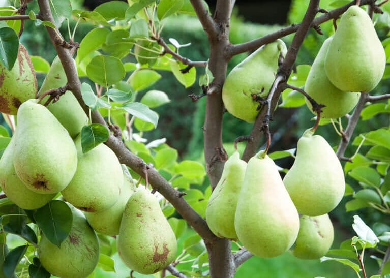 pears